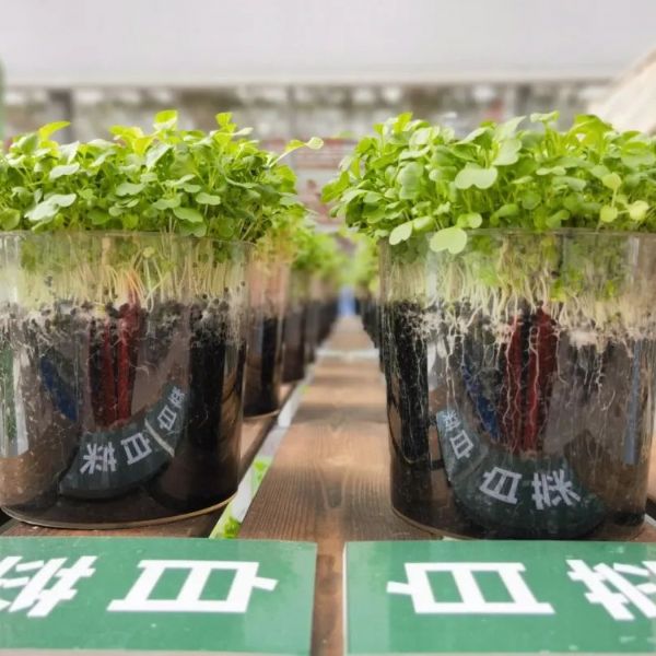 內蒙古通遼和佑首屆農業(yè)嘉年華