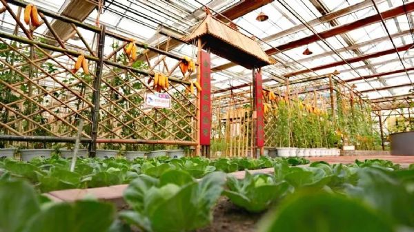 內(nèi)蒙古通遼和佑首屆農(nóng)業(yè)嘉年華